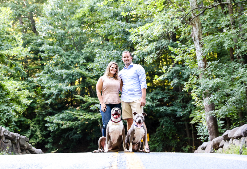 Family photography: two happy pit bulls sit on a stone bridge with the owners standing behind them. 
