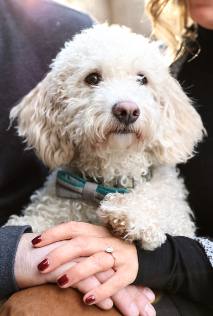 Engagement photography, a small white dog has his paw on the hands of his owners. 