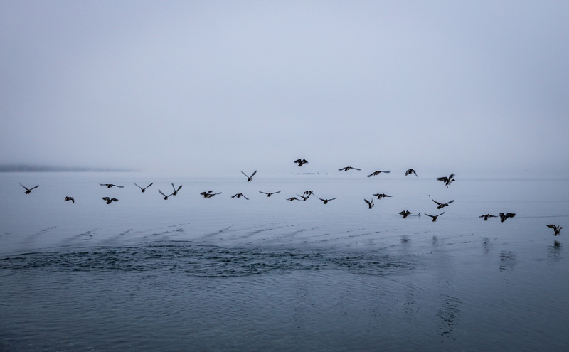 Wedding photography, birds fly off the water at dawn. 