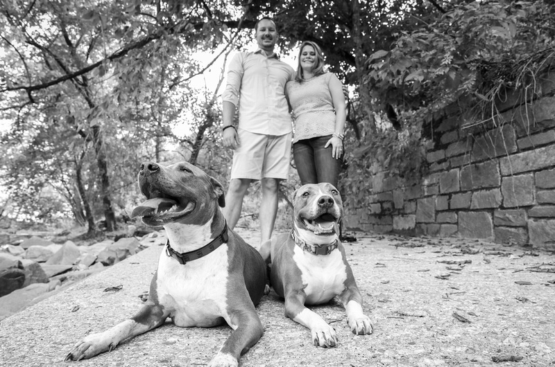 Family photography: a black and white photo of a two bulls laying on the ground, with the owners standing behind them, smiling. 