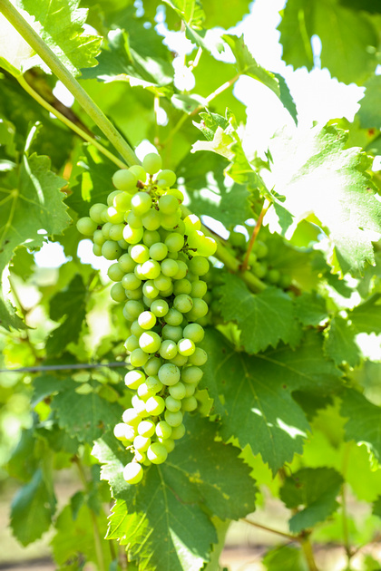 Engagement photography: a bunch of ripe green grapes at a Virginia vineyard. 