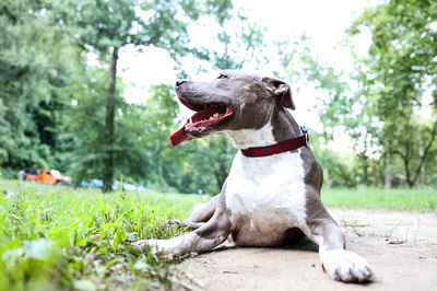 Family photography: a portrait of a male pit bull, named Dexter, lying down in the grass. 